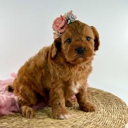 Baby Ling - Red female Cavapoo puppy in Melissa, Texas from Southern Love Cavapoos & Maltipoos