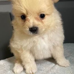 Pomeranians from O.C Pomeranian