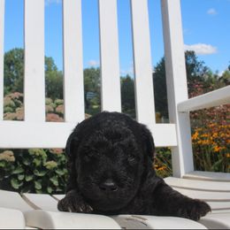 Airedale Terrier, Lakeland Terrier, and Welsh Terrier Puppies from Anne's Pups