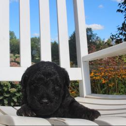 Airedale Terrier, Lakeland Terrier, and Welsh Terrier Puppies from Anne's Pups