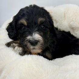 Milk - Phantom female Bernedoodle puppy in Hegins, Pennsylvania from Bubbling Springs Doodles, LLC
