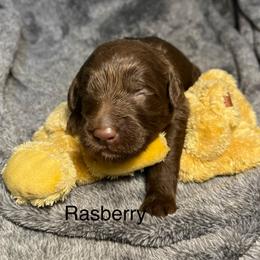Rasberry - Chocolate female Goldendoodle puppy in New Ringgold, Pennsylvania from Hawk Mountain Doodles