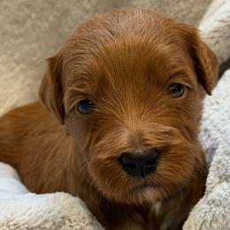Miss Pink - Red  female Goldendoodle puppy in Monticello, Indiana from Faithfully Yours Doodles