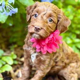 Camp MINI - Red  female Goldendoodle puppy in Naples, Florida from Paradise Coast Doodles