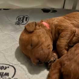 Labradoodle Puppies from Desert Mountain Doodles