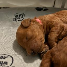 Labradoodle Puppies from Desert Mountain Doodles