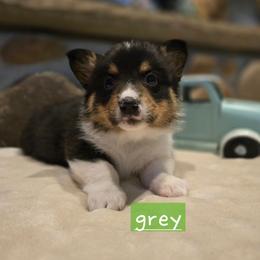 Grey boy - Black and tan male Pembroke Welsh Corgi puppy in Necedah, Wisconsin from The 6Ks Paws and Hobbies