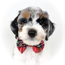 Bernedoodle, Double Doodle, and Goldendoodle Puppies from Winding Creek Ranch