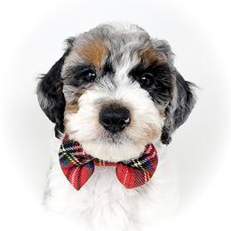Bernedoodle, Double Doodle, and Goldendoodle Puppies from Winding Creek Ranch
