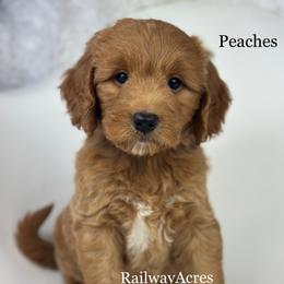 Peaches - Red  female Goldendoodle puppy in Milford, Indiana from Railway Acres Kennel