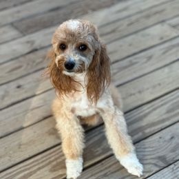Halo - Goldendoodle