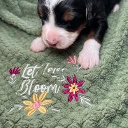 Bernedoodle and Goldendoodle Puppies from CocoLove Doodles