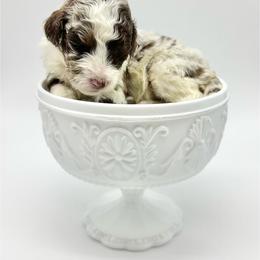 Showgirl - Merle female Bernedoodle puppy in Thornville, Ohio from Four Front Doodles & Friends