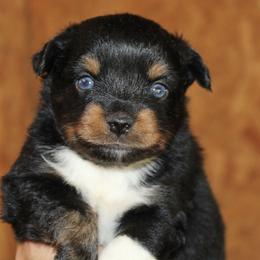 Rhett - Black tri male Miniature Australian Shepherd puppy in Paris, Texas from Kuttin’ Up Mini Aussies