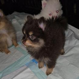 Girl 1 - Chocolate and tan female Pomeranian puppy in Angleton, Texas from Pomeranian Palace, LLC