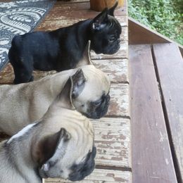 French Bulldogs from Belleame French Bulldogs