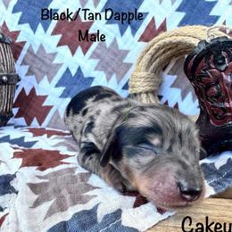Cakey-Cat - Dapple male Dachshund puppy in Duncan, Arizona from Bootheel Doxies