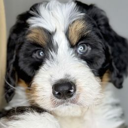 Bernedoodles, Bernese Mountain Dogs, Goldendoodles, and Golden Retrievers from Goldens and Doods of TN