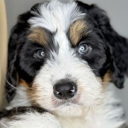 Bernedoodles, Bernese Mountain Dogs, Goldendoodles, and Golden Retrievers from Goldens and Doods of TN
