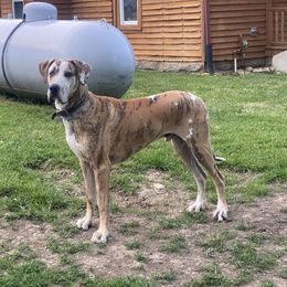 Tango - Great Dane