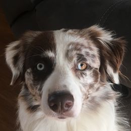Tripp - Australian Shepherd