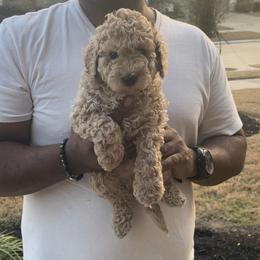 Butterfinger - Apricot male Goldendoodle puppy in Richmond, Texas from Harper’s Heartbeats