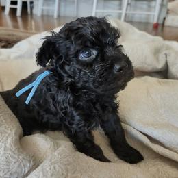Mr Blue - Black male Pumi puppy in Albuquerque, New Mexico from Marylynn's Pumis