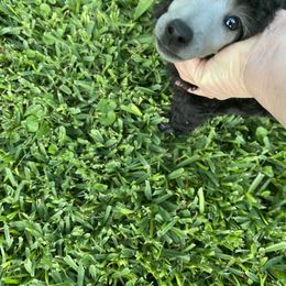 Poodle Puppies from Zoelle Poodles