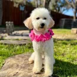Alani - Goldendoodle