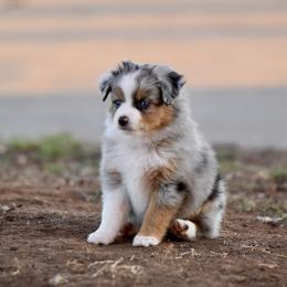 Noelle - Blue merle female Toy Australian Shepherd puppy in Wichita Falls, Texas from Shooting Stars Ranch Toy and Mini Aussies