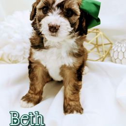 Bernedoodle and Bernese Mountain Dog Puppies from Western Skies Kennels