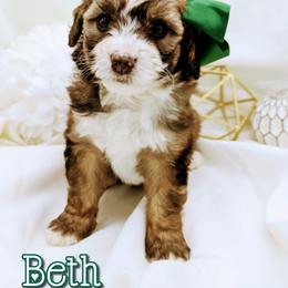 Bernedoodle and Bernese Mountain Dog Puppies from Western Skies Kennels