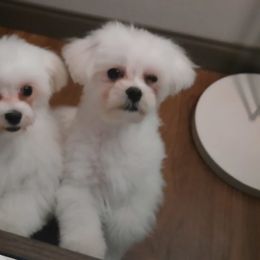 Simba - Maltese