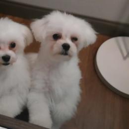 Simba - Maltese