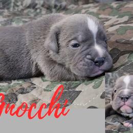 Gnocchi - Blue tri-color male Bulldog puppy in Washington from Sun City Campeiro Bulldogs