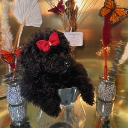 Moochi - Black female Poodle puppy in Griffin, Georgia from Rawls Lovely Little Tots