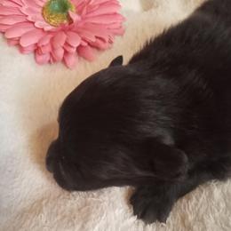 Little Bear - Black female Pomeranian puppy in Wanette, Oklahoma from Council Creek Cuties