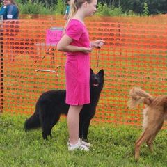 Princess - Belgian Sheepdog