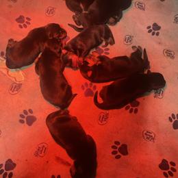 Girl 2 - Black and mahogany female Rottweiler puppy in Cartersville, Virginia from Vom Heldenhaft Rottweilers