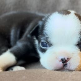 Girl 4 - Black and white Boston Terrier puppy in Columbus, Ohio from Columbus Boston Terriers