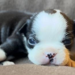 Girl 4 - Black and white Boston Terrier puppy in Columbus, Ohio from Columbus Boston Terriers