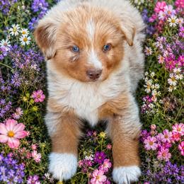 Buck - Red merle male Miniature Australian Shepherd puppy in Lakeport, California from Akins Aussies/Wild Rose Ranch