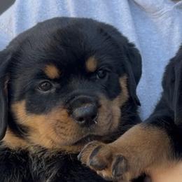 Rottweiler Puppies from Von Decker Rottweilers