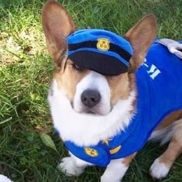 Cardigan Welsh Corgi Puppies from Hurrikane Cardigans