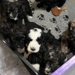 Bernedoodles and Goldendoodles from Heaven Sent Doodles of MA
