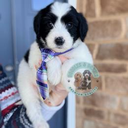 Boy 7 - male Sheepadoodle puppy in Marion, Ohio from Doodles & Doxies