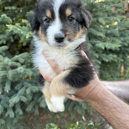Australian Shepherd Puppies from Star Aussies