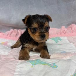 Pixie - Black and tan female Yorkshire Terrier puppy in Navarre, Florida from KAYY services