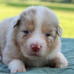 Daisy - Red merle female Australian Shepherd puppy in Star City, Arkansas from Blush & Lace Aussie Co.