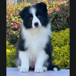 Boy 1 - Black and white male Border Collie puppy in Dunn, North Carolina from Coylety Kennel
